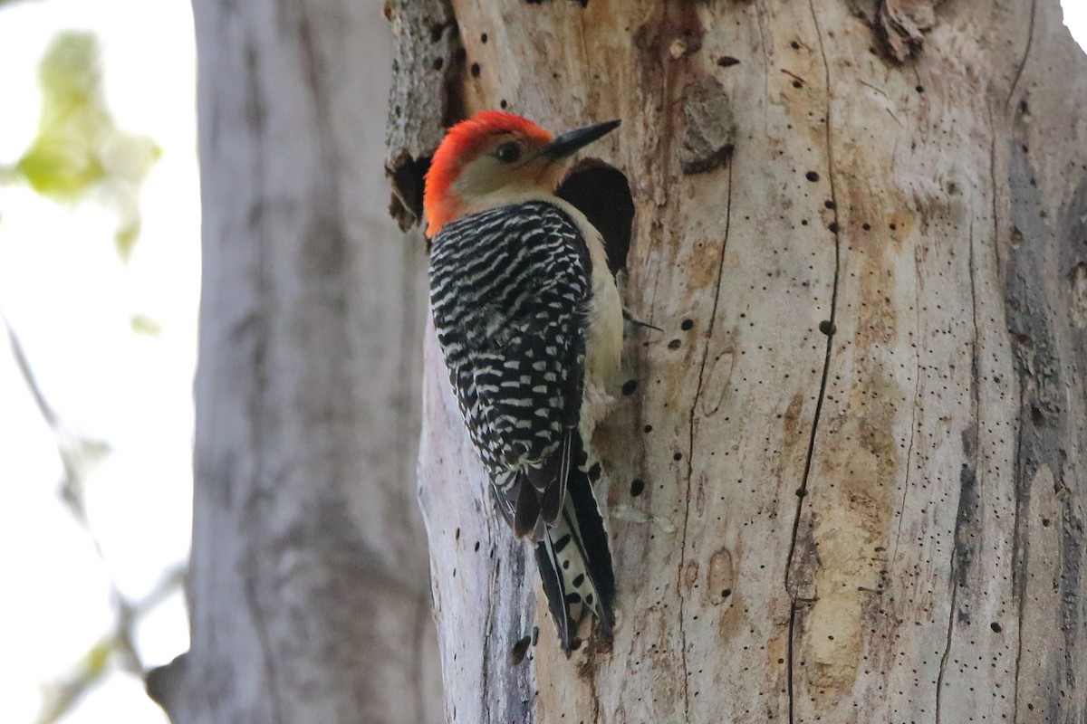 Red-bellied Woodpecker - ML569702731