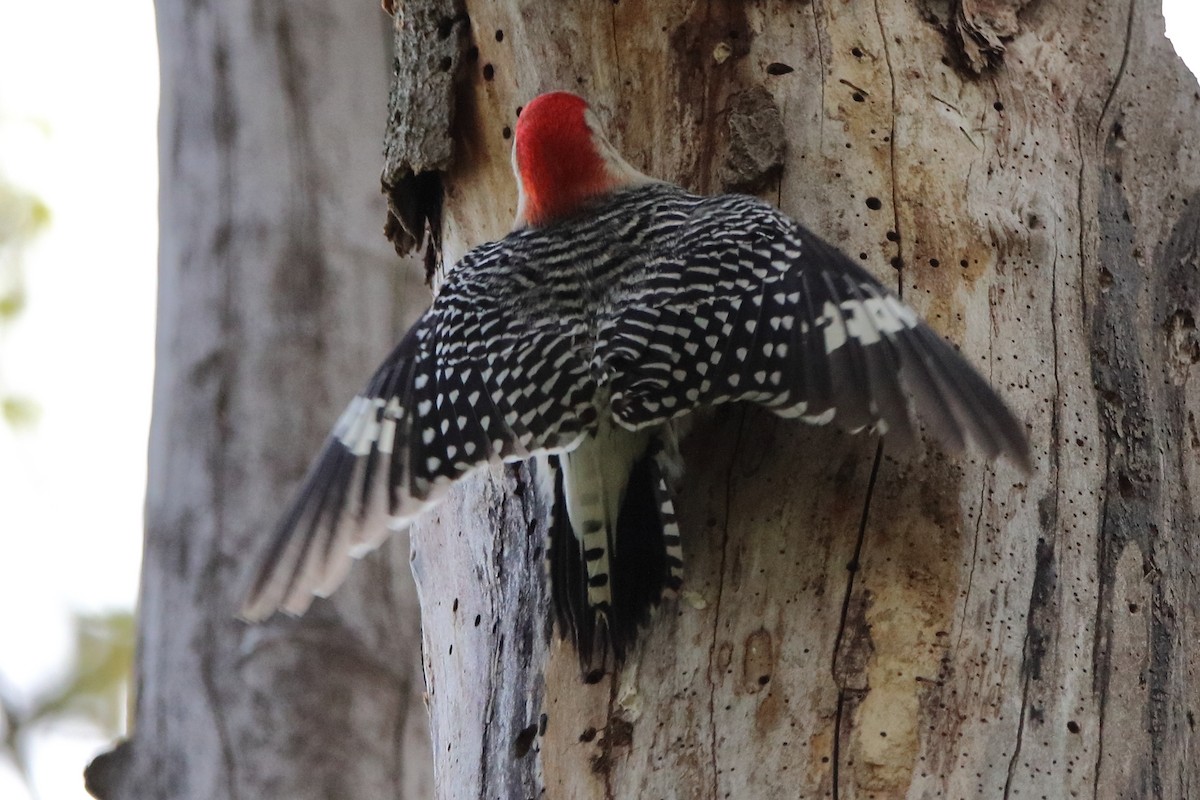 Red-bellied Woodpecker - ML569702741
