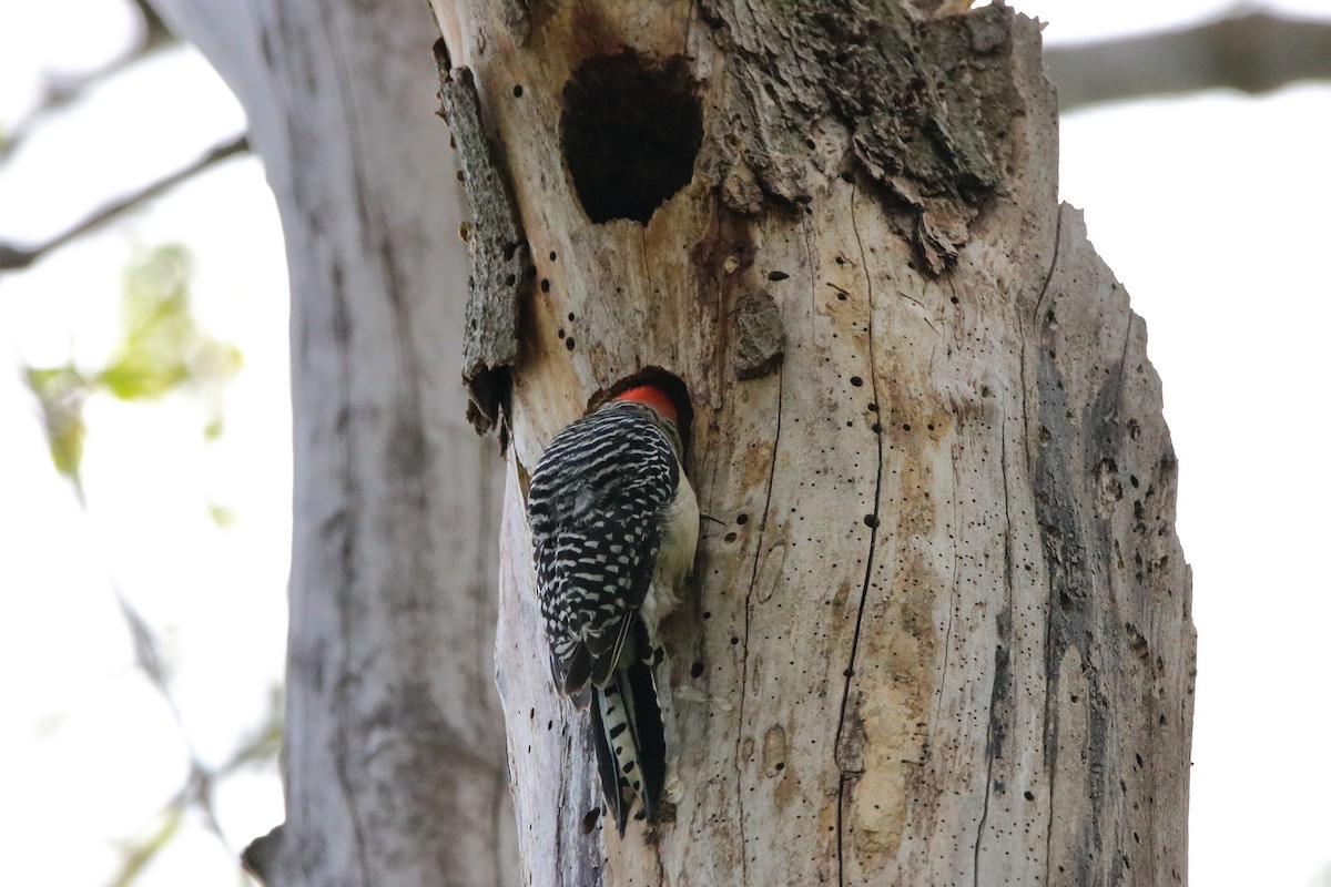 Red-bellied Woodpecker - ML569702751