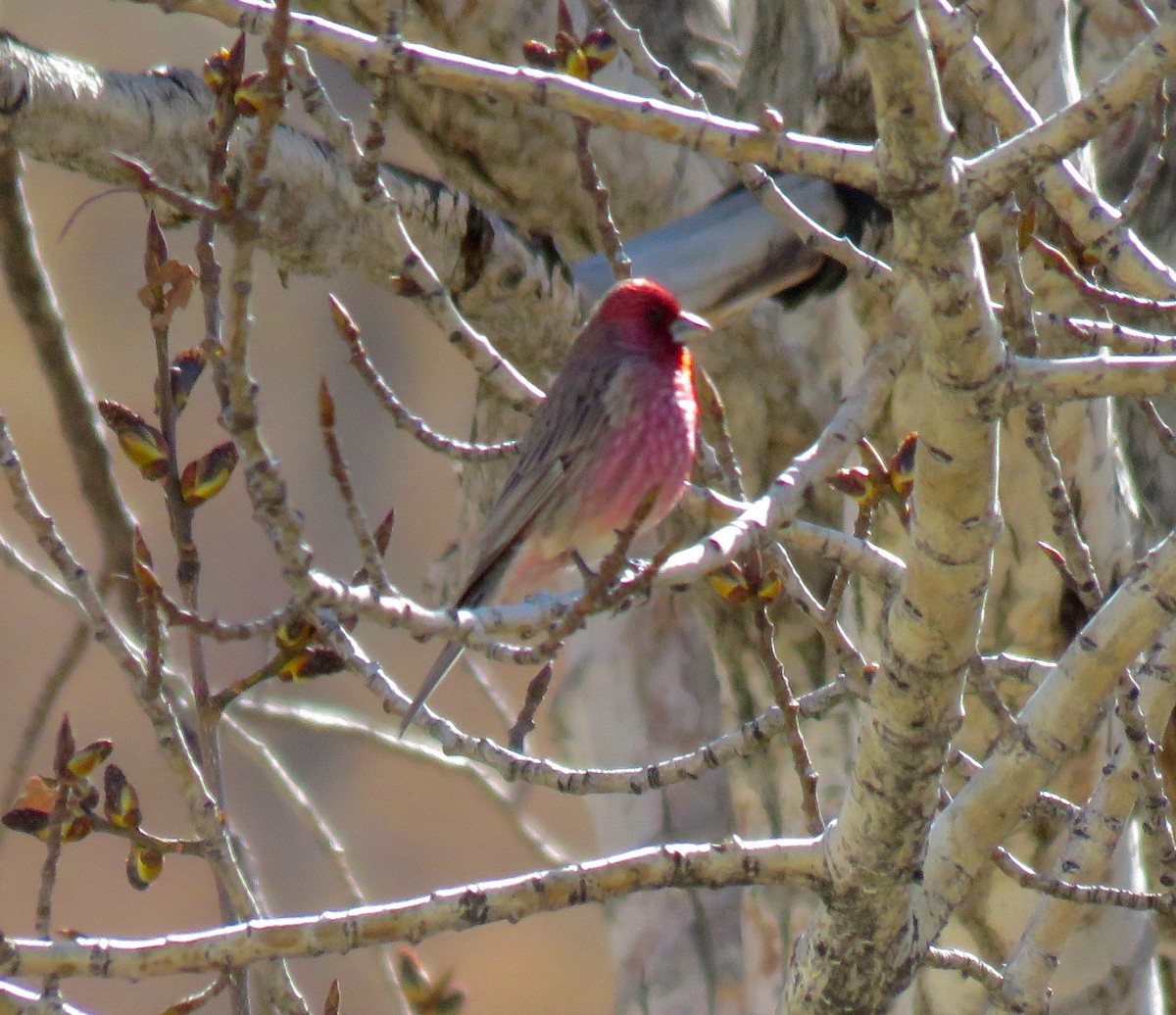 Streaked Rosefinch - ML56970451