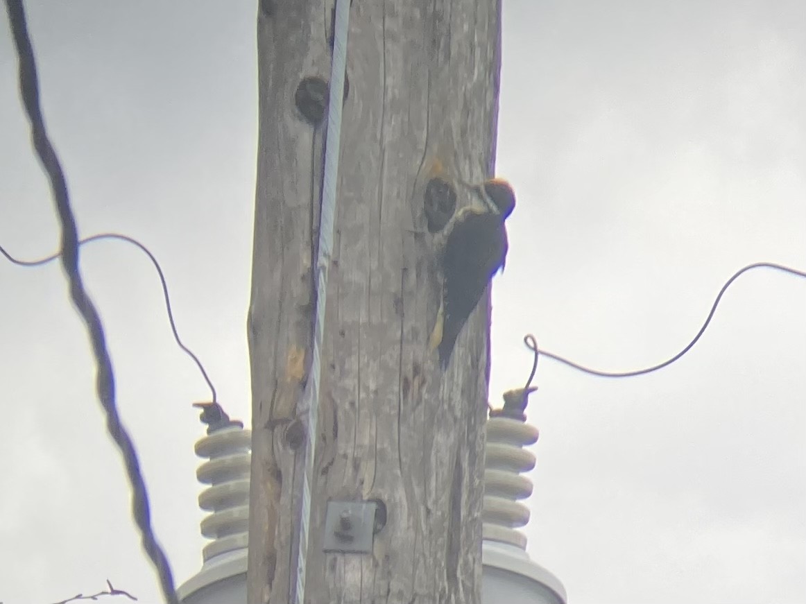 Black-backed Woodpecker - ML569706071