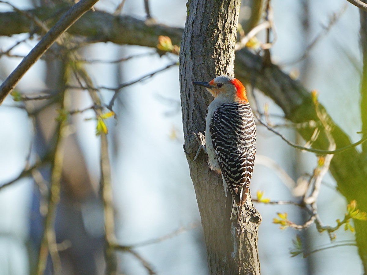 Red-bellied Woodpecker - Mei Hsiao