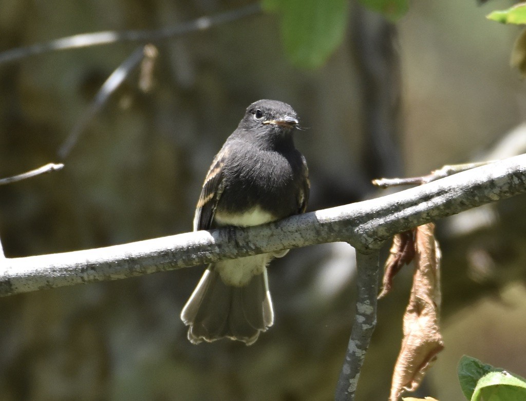 Black Phoebe - ML569709241