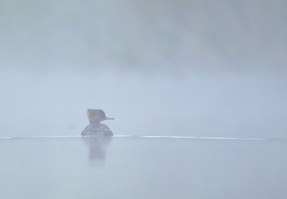 Hooded Merganser - ML569709411