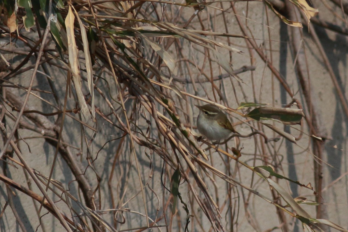 Eastern Crowned Warbler - ML56970951