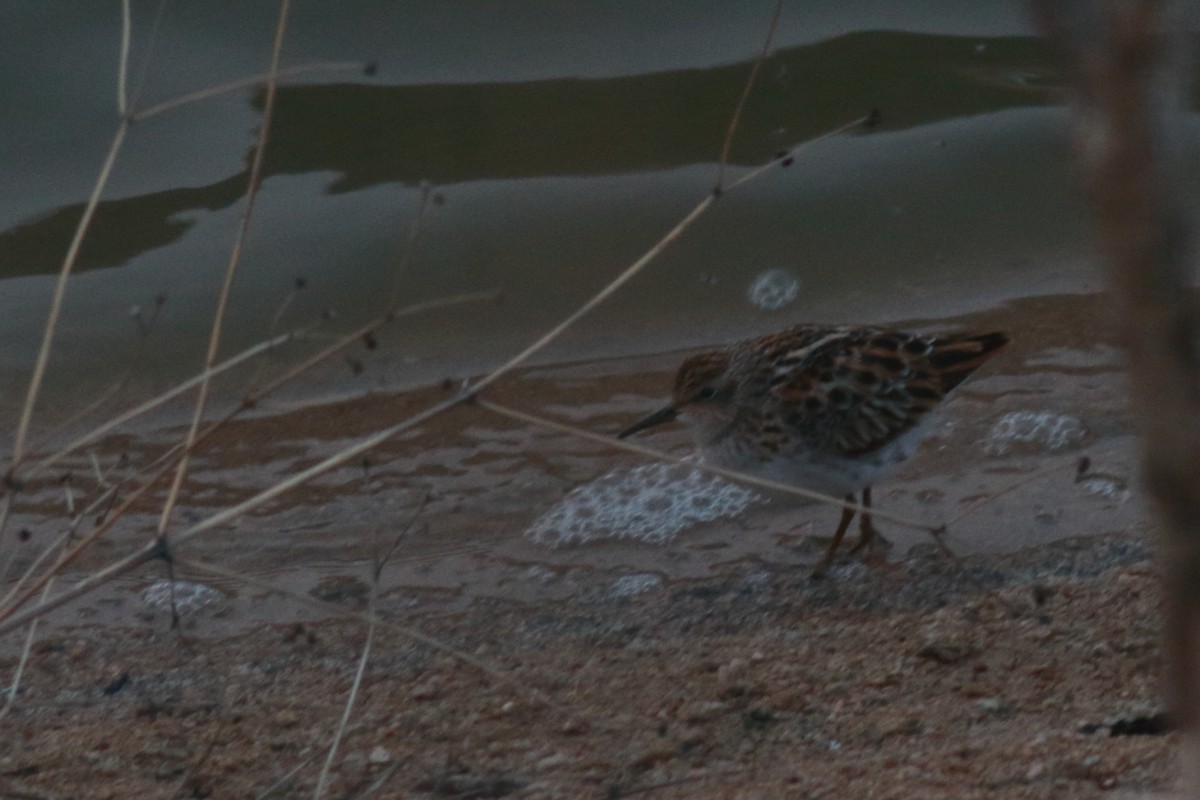 Long-toed Stint - ML56970981