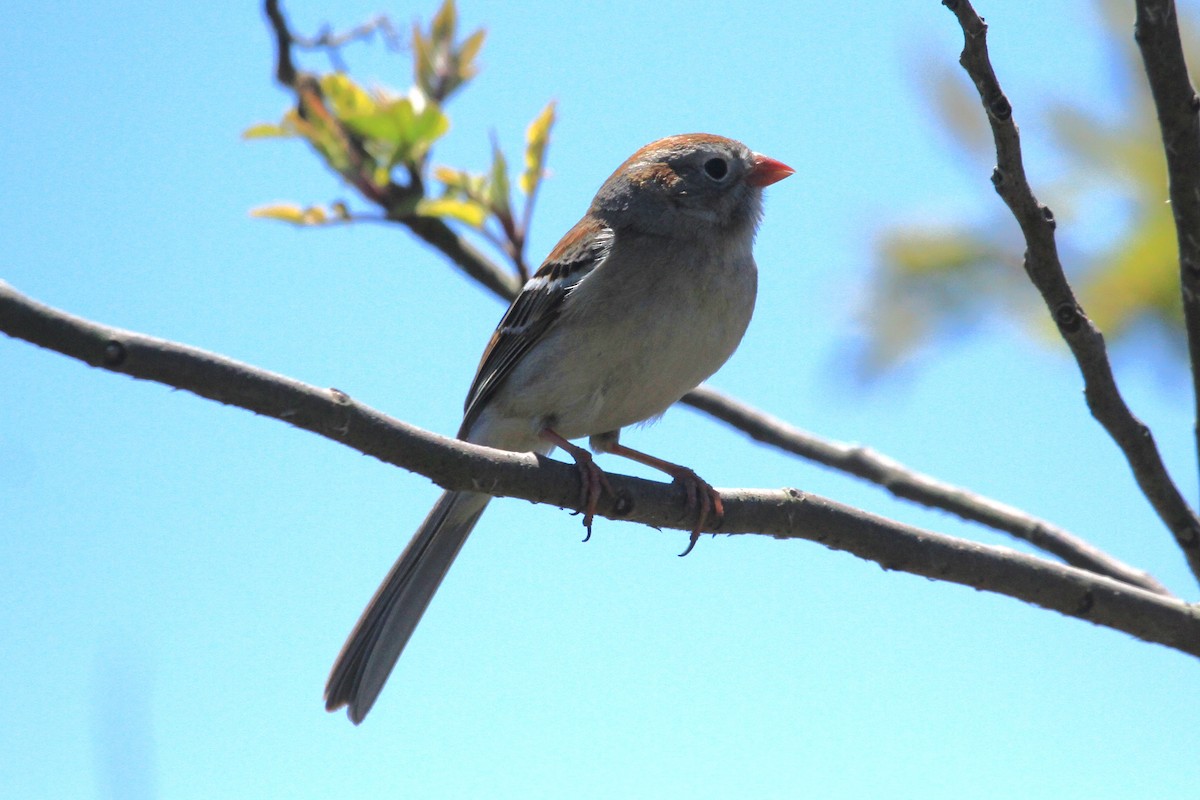 Field Sparrow - Kent Forward