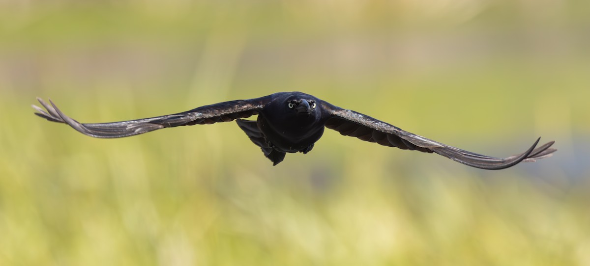 Great-tailed Grackle - ML569711321