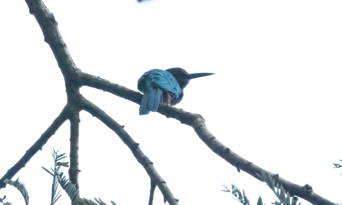 White-chinned Jacamar - ML569711761