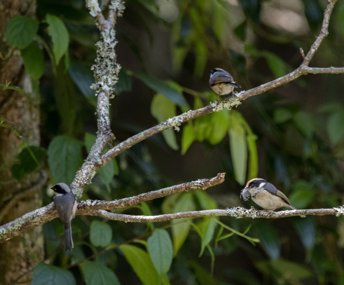 Black-throated Tit - ML569711851