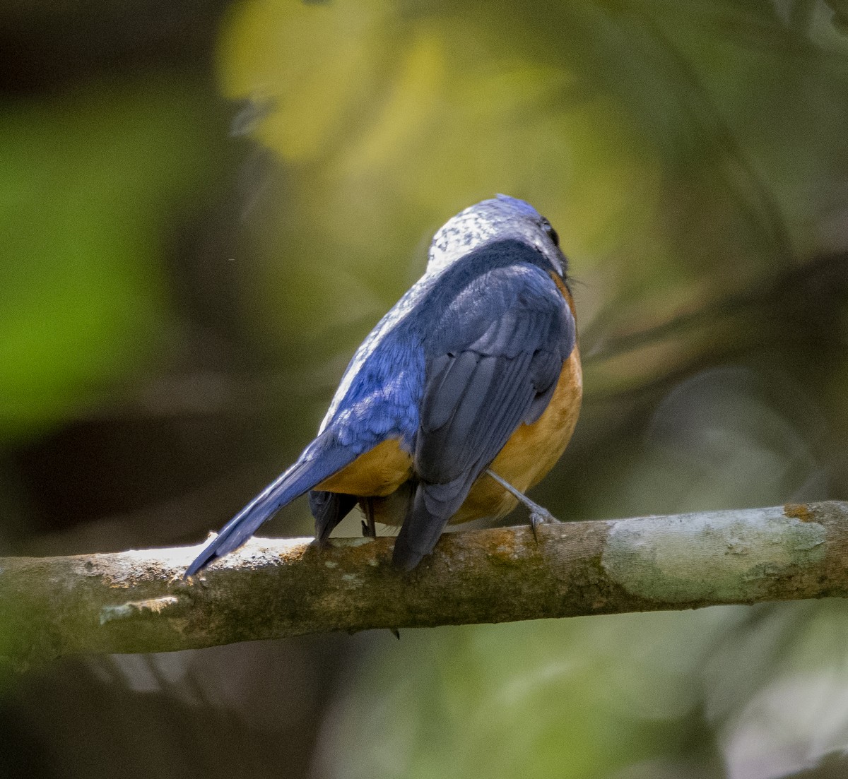 Taiwanblauschnäpper - ML569711891