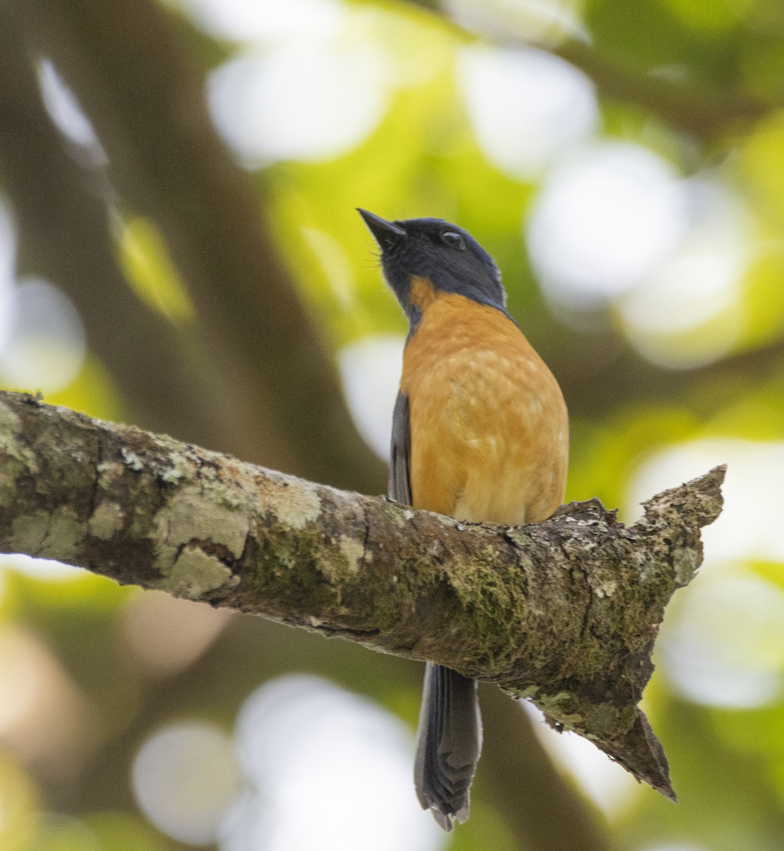 Taiwan Vivid Niltava - Steve Hovey