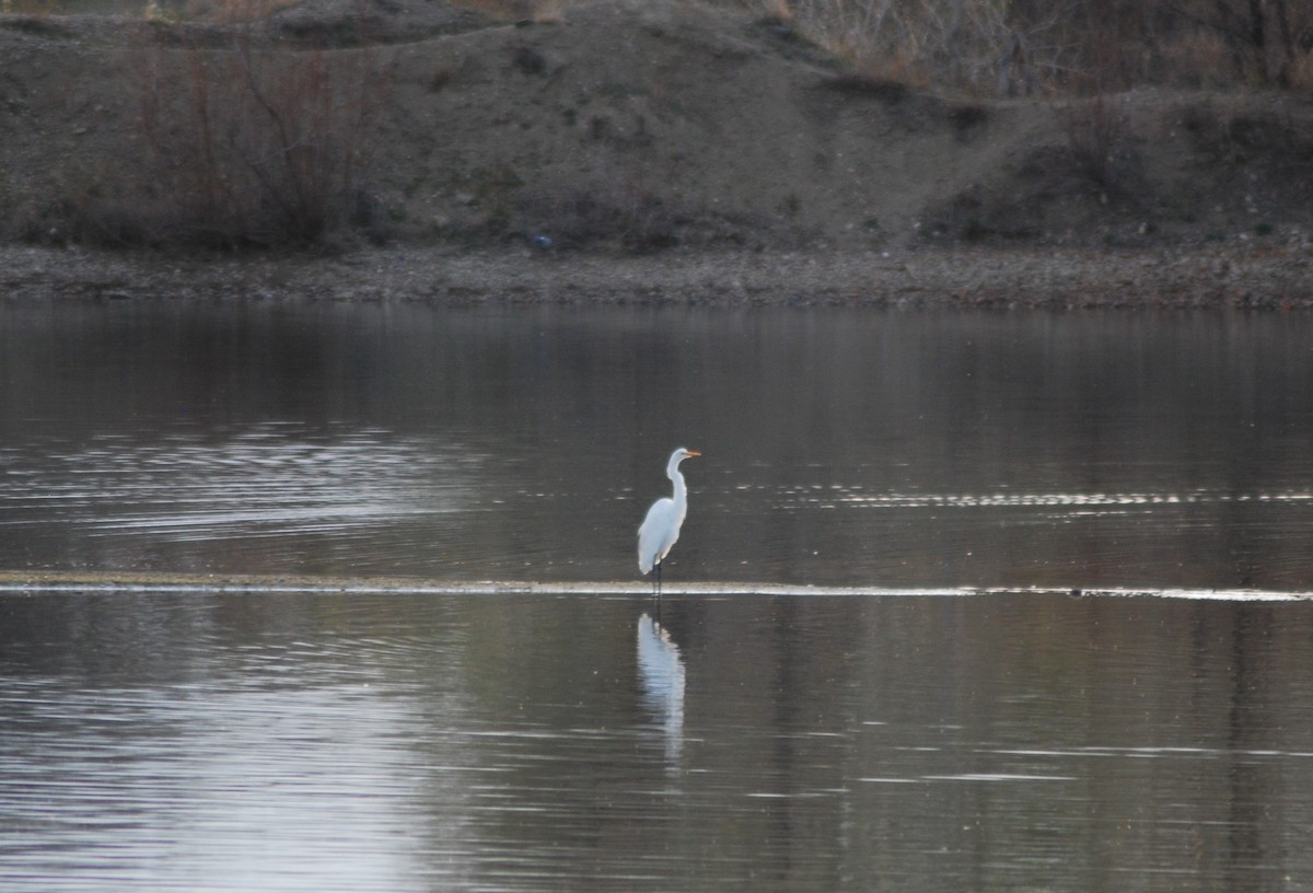 Great Egret - Robert Spaul