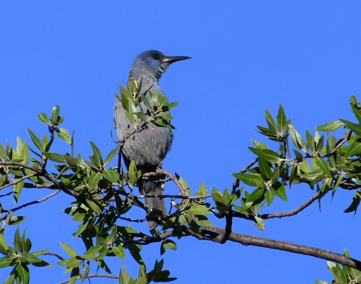 Pinyon Jay - ML569714021