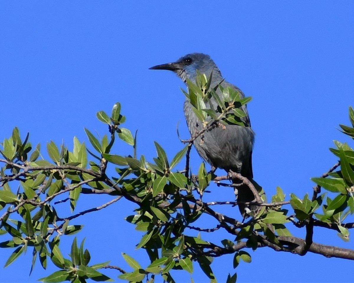 Pinyon Jay - Jon McIntyre