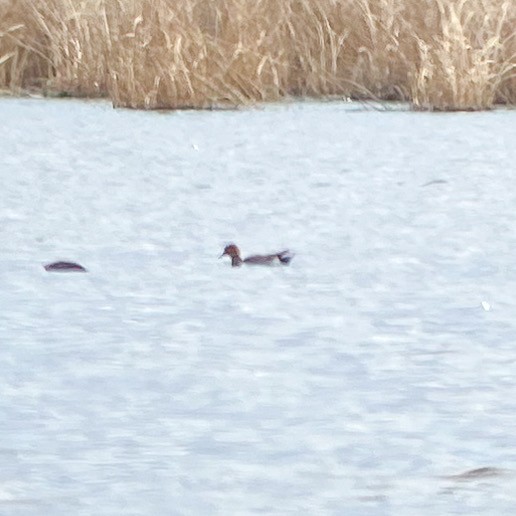 Eurasian Wigeon - Marc Sole