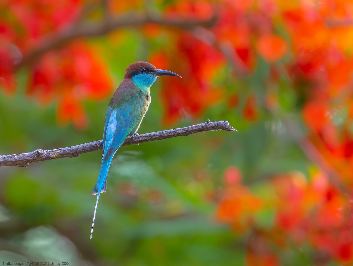 Blue-throated Bee-eater - Nattapong Banhomglin