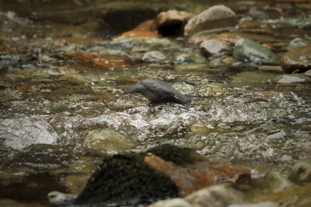 American Dipper - ML569715991