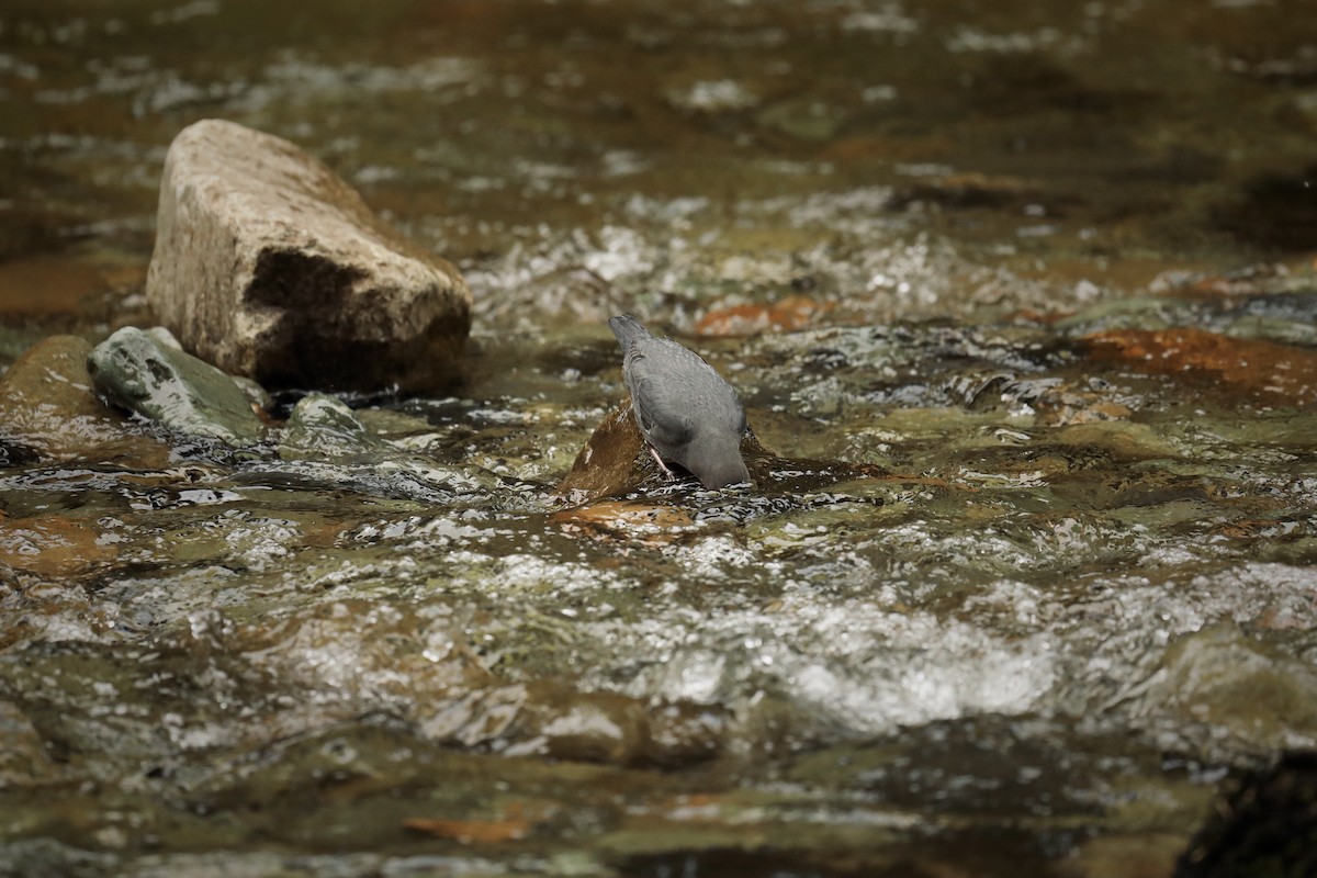 American Dipper - ML569716001