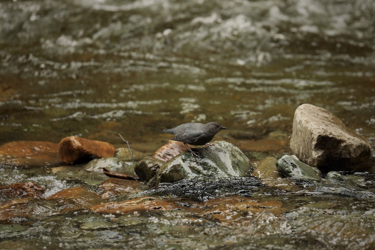American Dipper - ML569716011