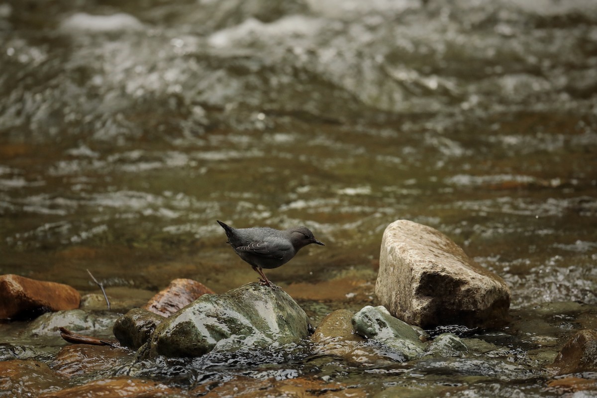 American Dipper - ML569716021