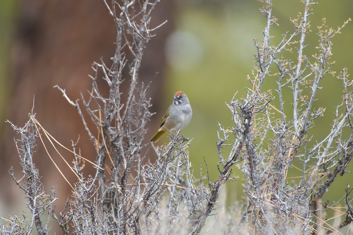 Green-tailed Towhee - ML569716361