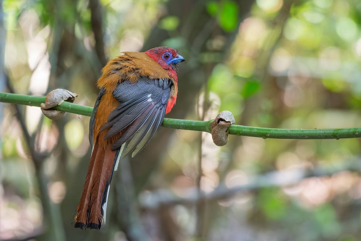 trogon rudohlavý - ML569716811