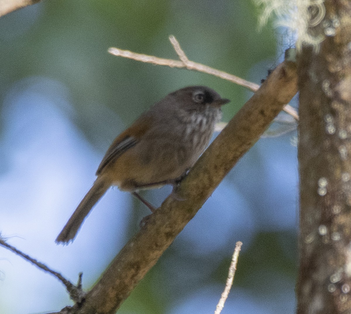 Taiwan Fulvetta - ML569717101