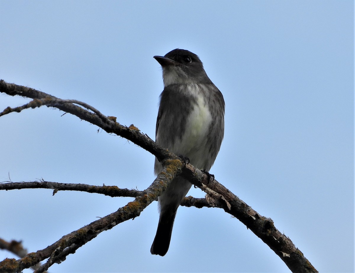 Olive-sided Flycatcher - Pair of Wing-Nuts