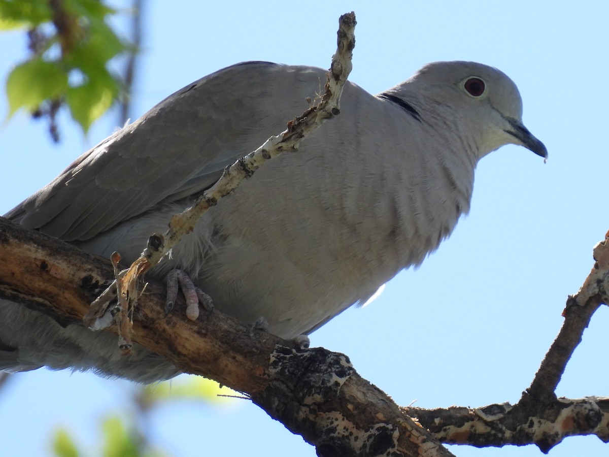 Eurasian Collared-Dove - ML569717901