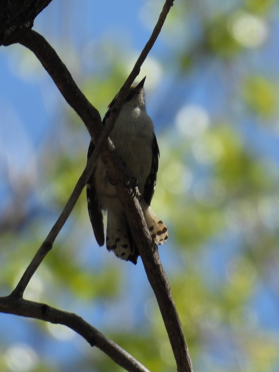 Downy Woodpecker - ML569717981