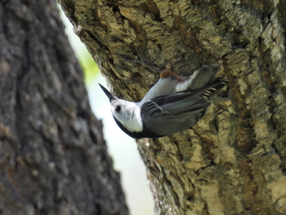 White-breasted Nuthatch - ML569717991