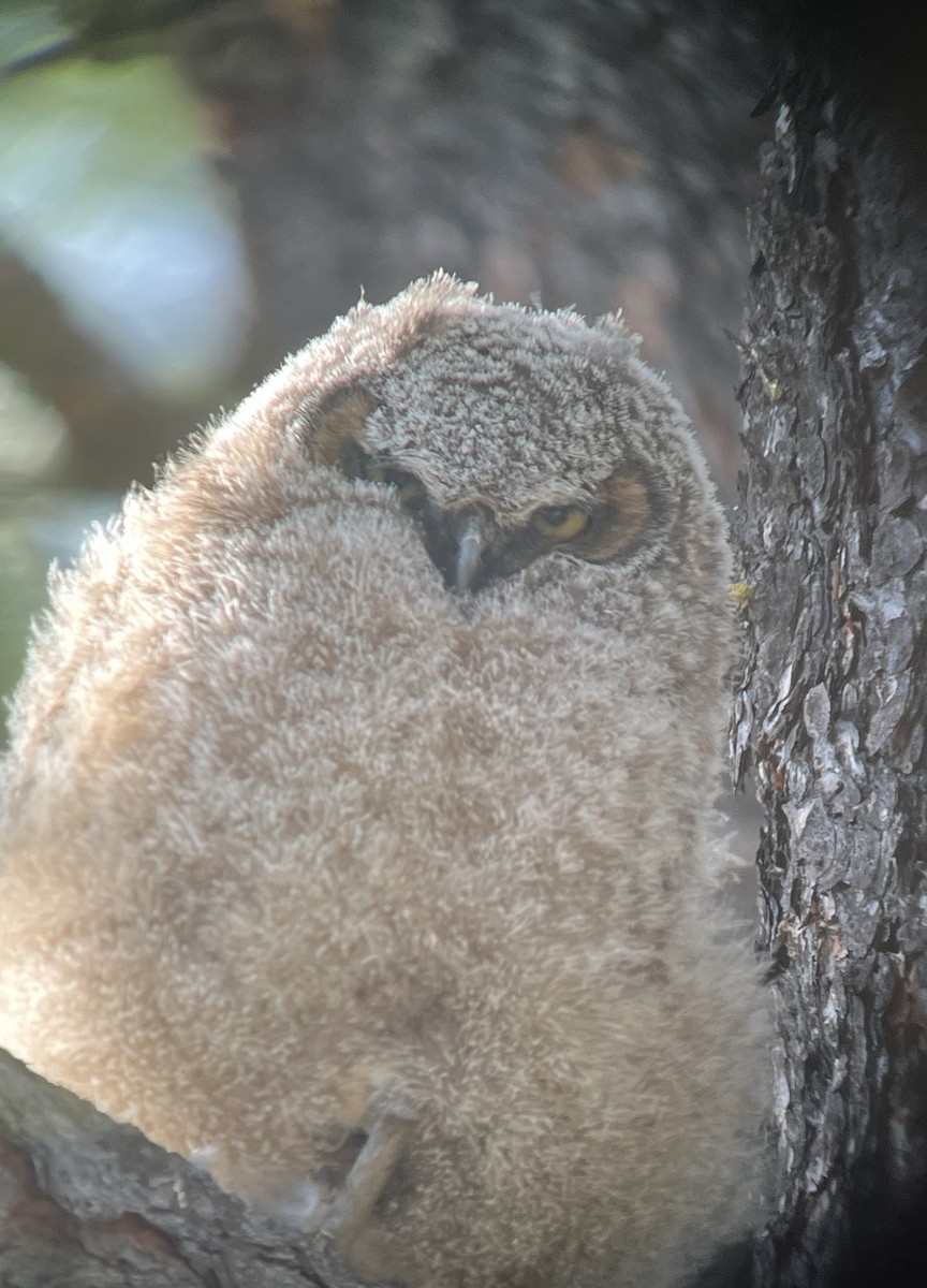 Great Horned Owl - ML569718671