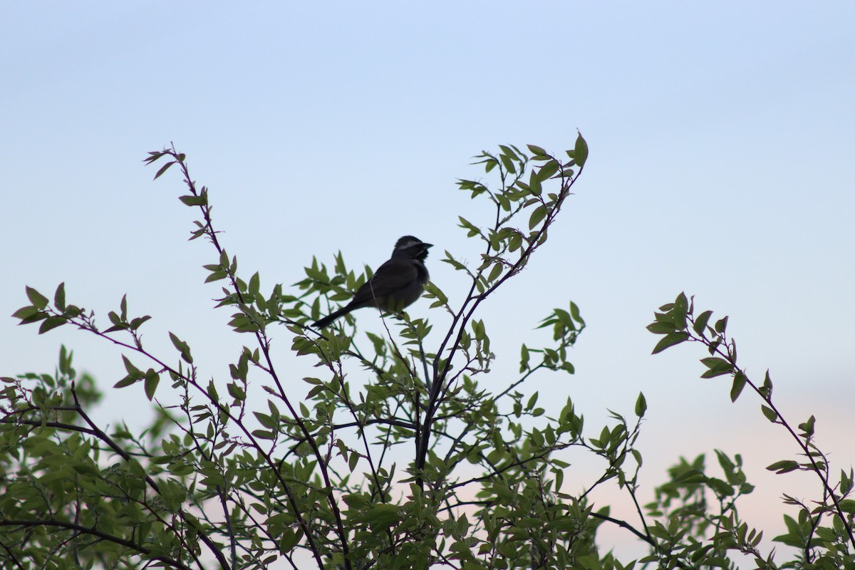 Black-throated Sparrow - Jesse Golden