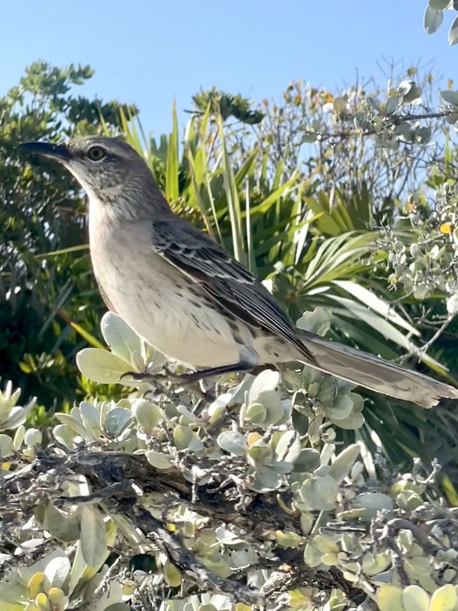 Bahama Mockingbird - ML569720421