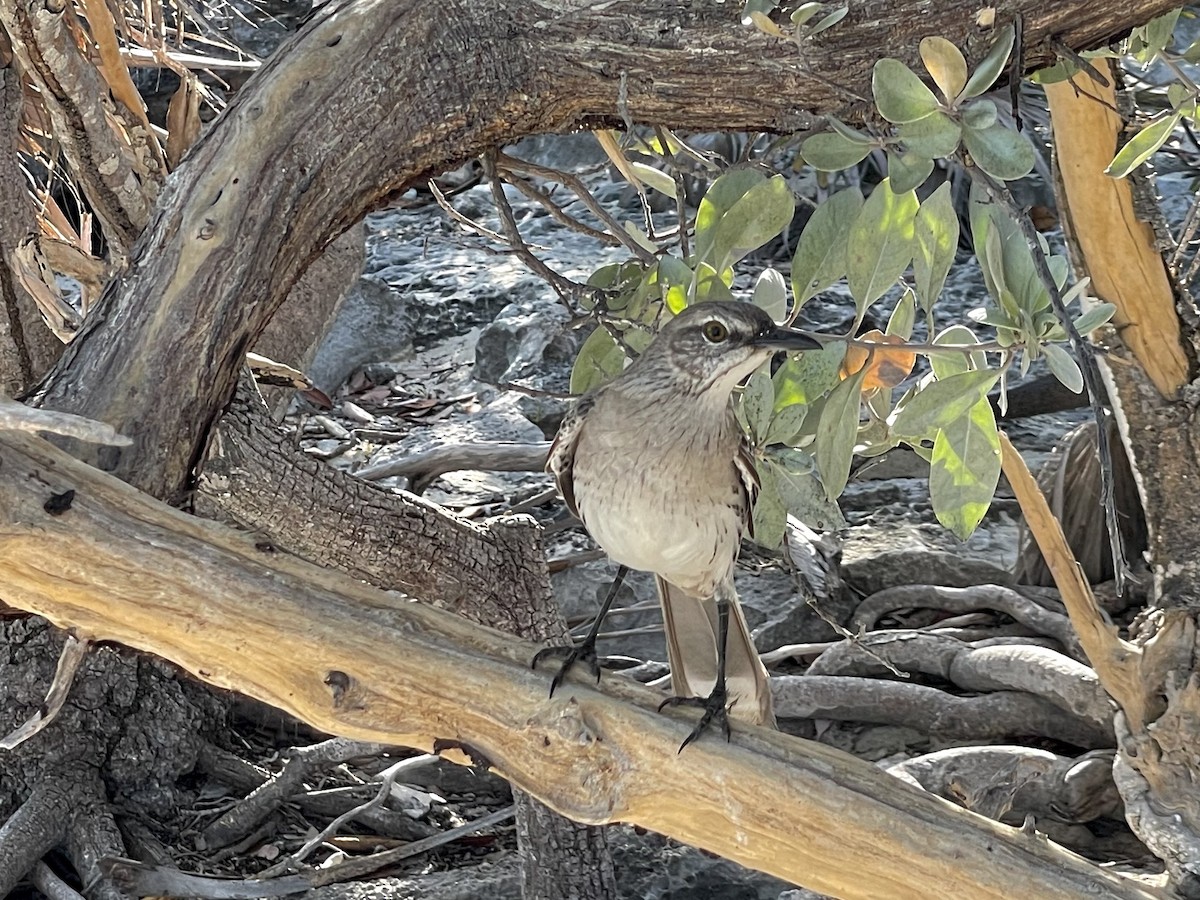 Bahama Mockingbird - ML569720431