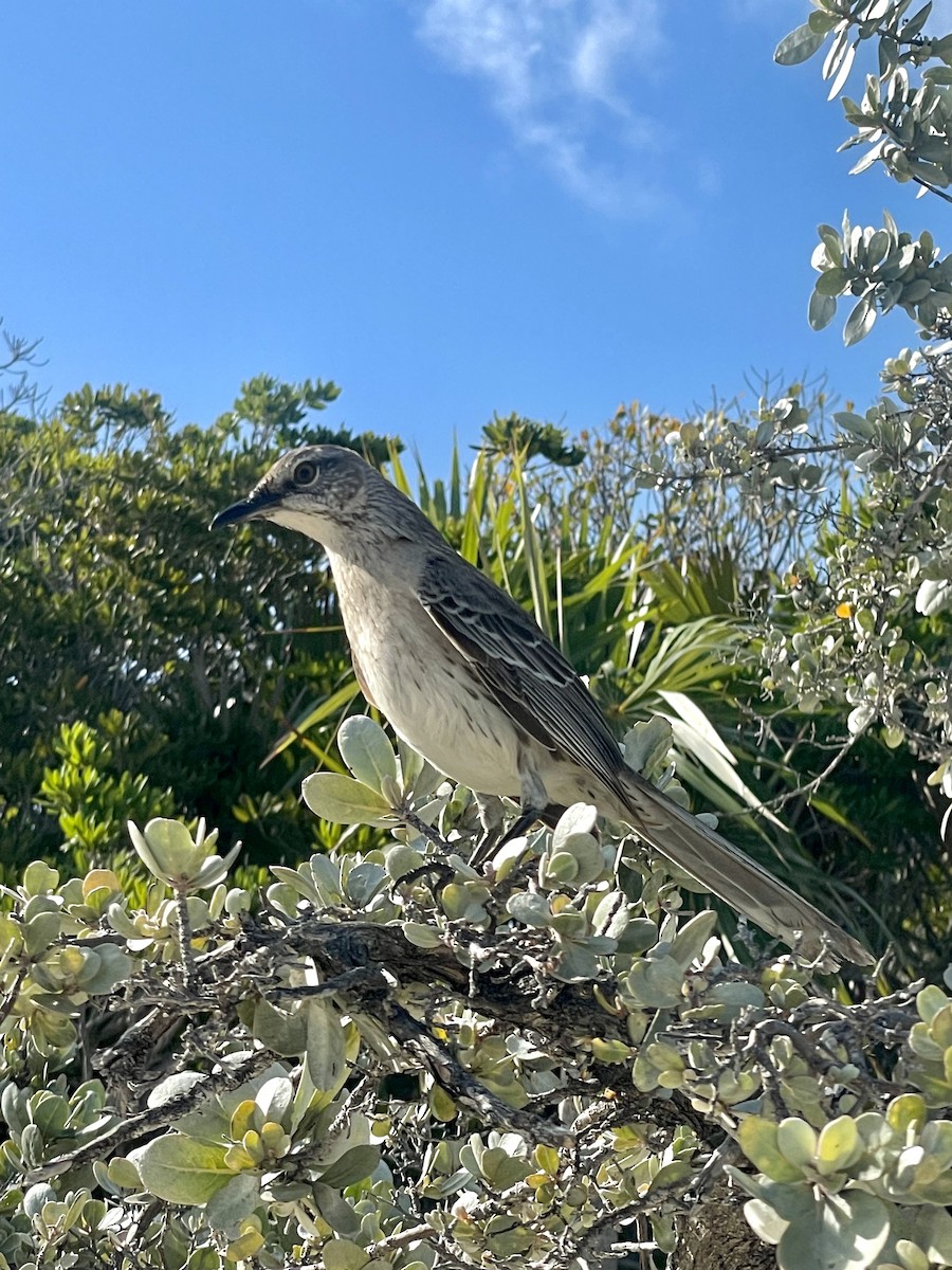 Bahama Mockingbird - ML569720471