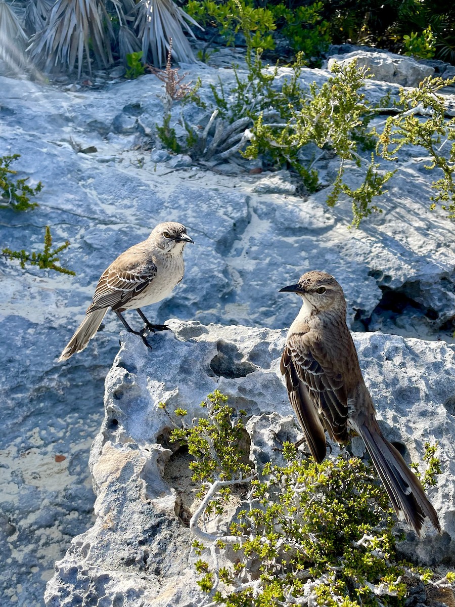 Bahama Mockingbird - ML569720491