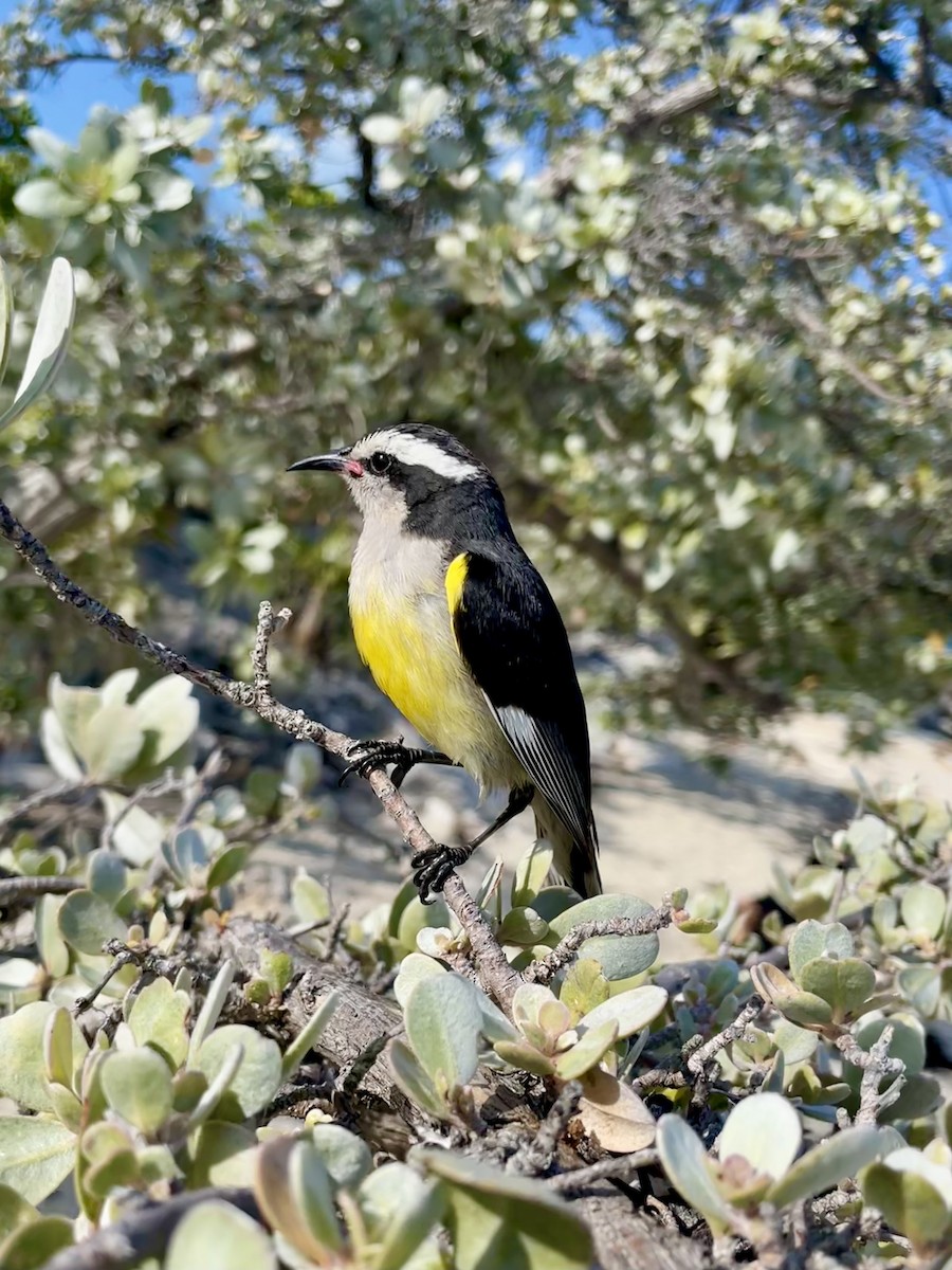 Bananaquit - ML569720561