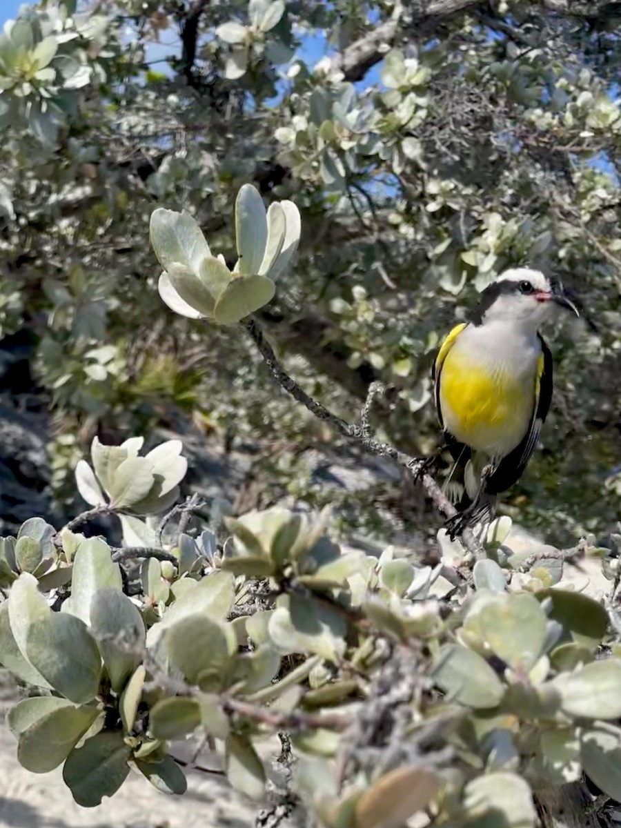 Bananaquit - ML569720571