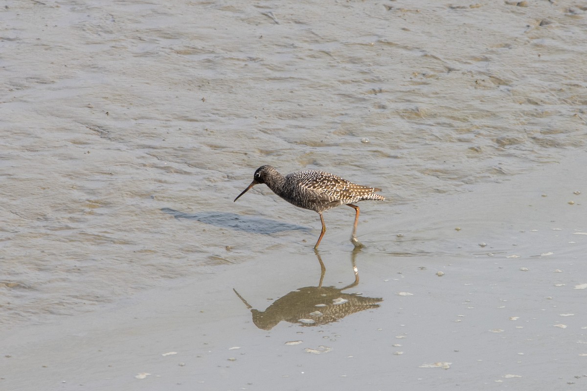 Spotted Redshank - ML569721621