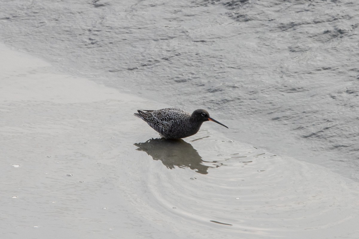 Spotted Redshank - ML569721641