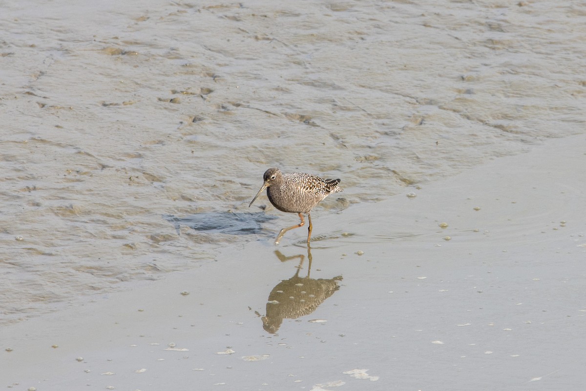 Spotted Redshank - ML569721651