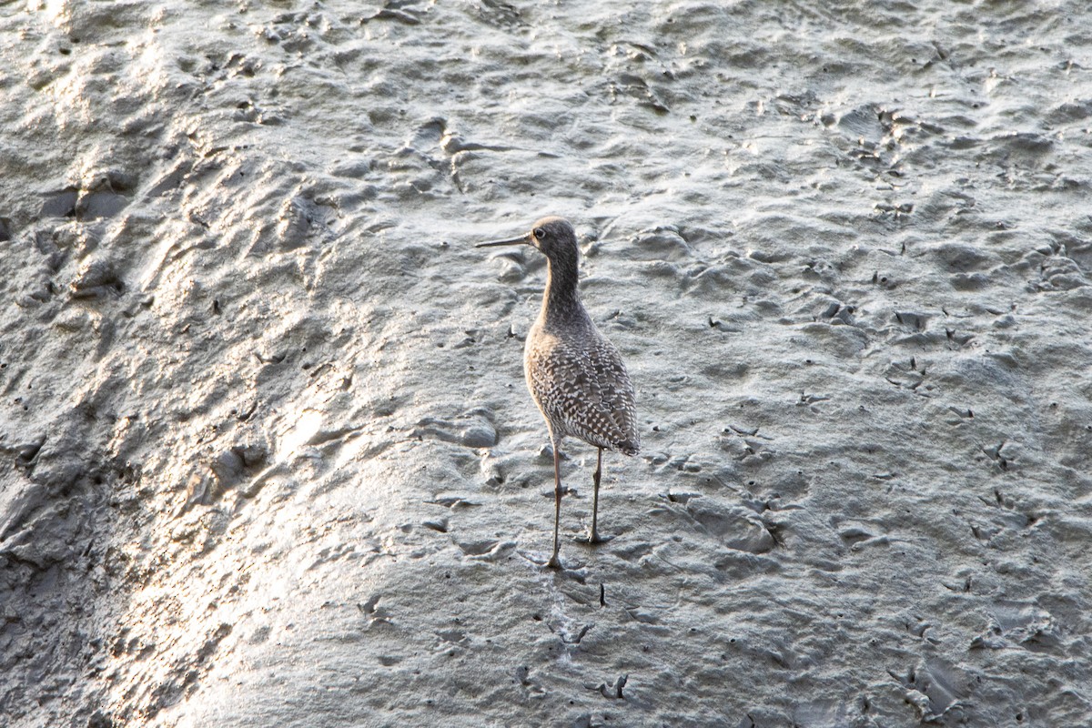 Spotted Redshank - ML569721661