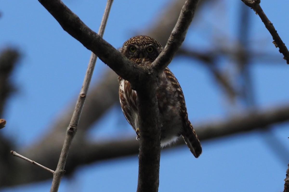 Asian Barred Owlet - ML569722611