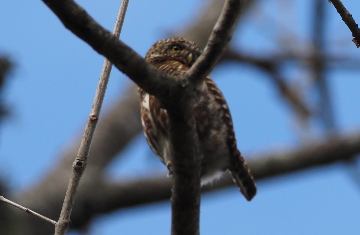 Asian Barred Owlet - ML569722621