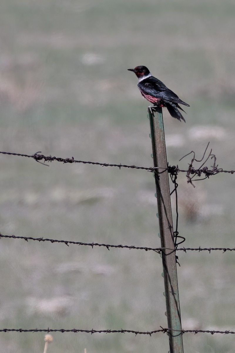 Lewis's Woodpecker - Gary Witt