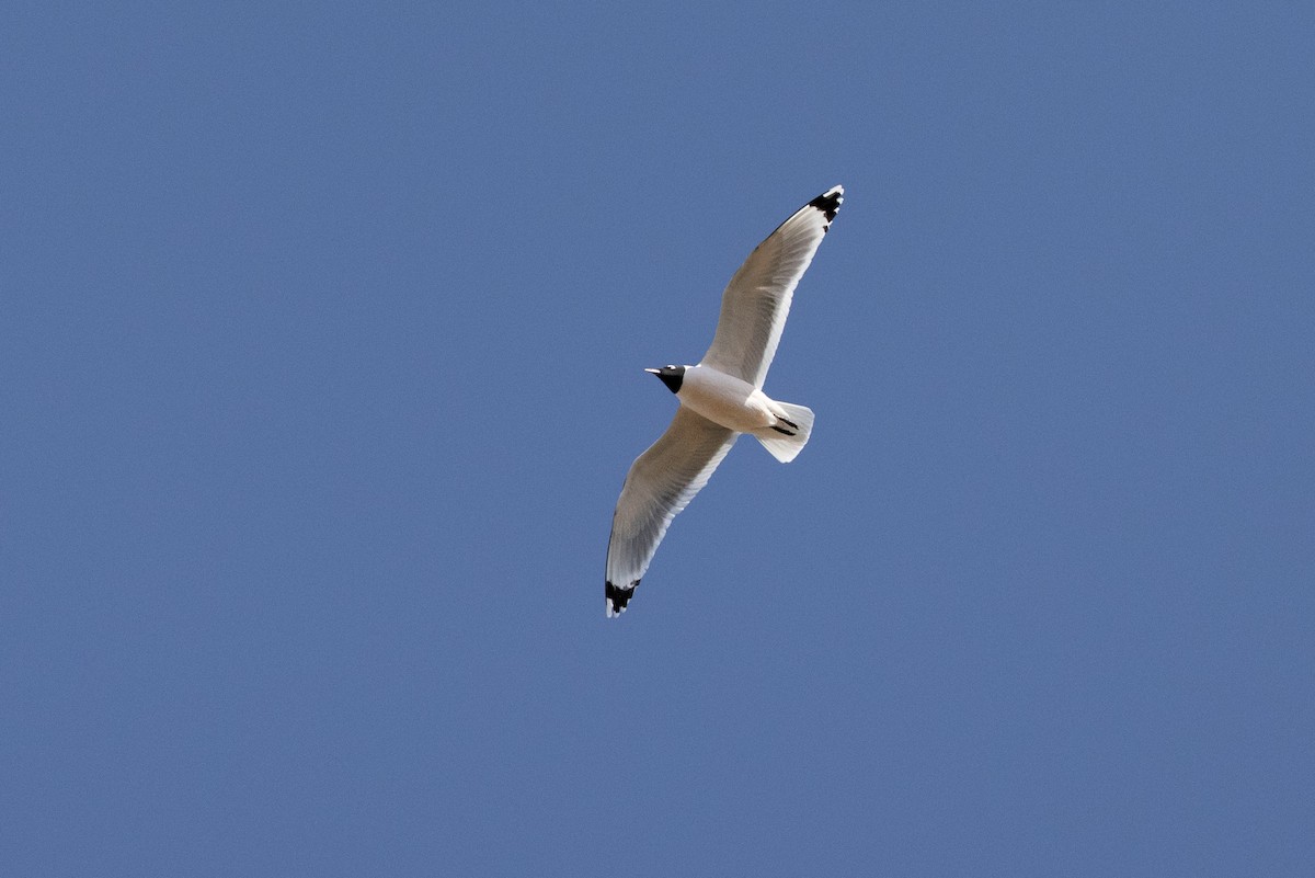 Franklin's Gull - ML569723071