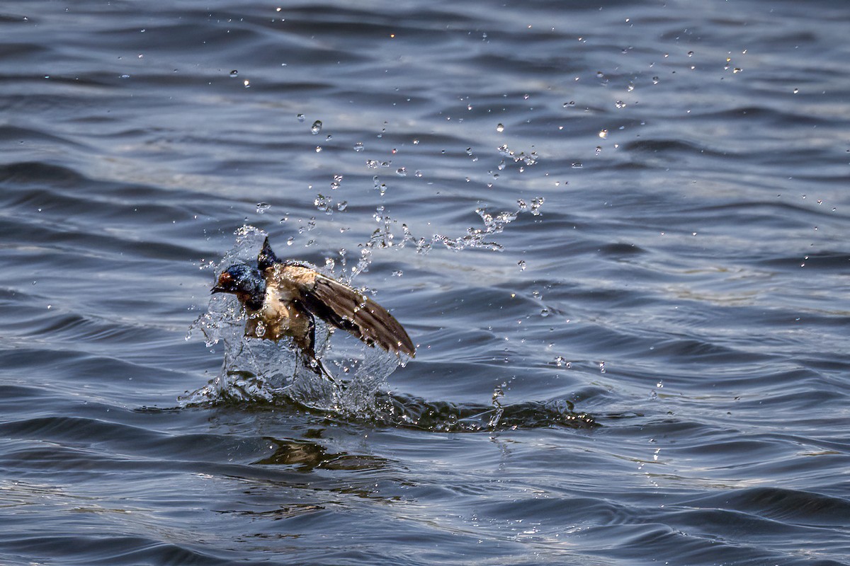 Barn Swallow - ML569723341