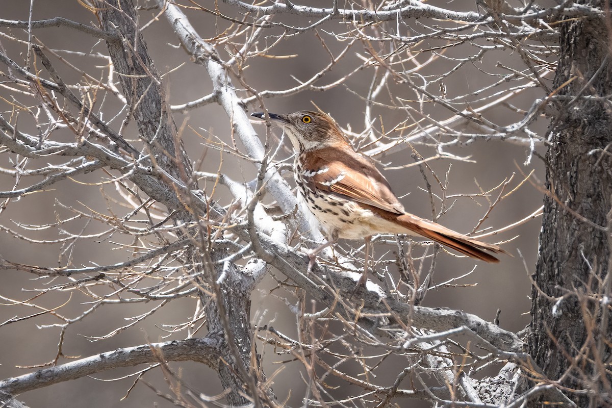 Brown Thrasher - ML569723741